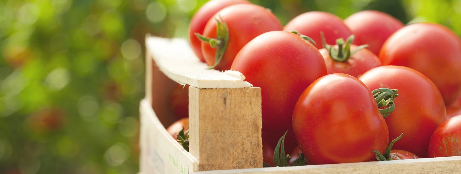Read more about the article Key Nutrients in Fruits & Vegetables